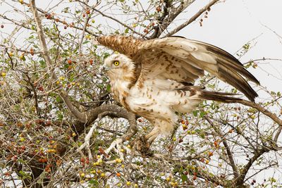Short Toed Eagle