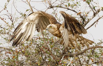 Short Toed Eagle