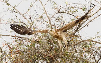 Short Toed Eagle