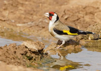 Goldfinch