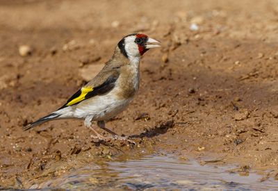 Goldfinch