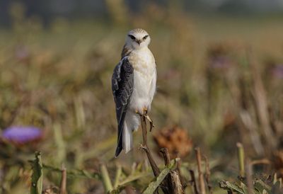 Black-winged kite