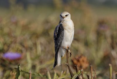 Black-winged kite