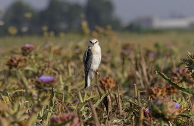 Black-winged kite