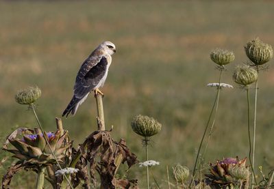 Black-winged kite