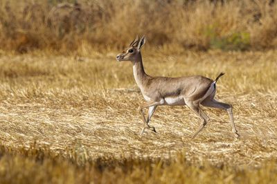 Gazella