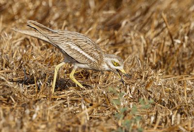 Stone curlew