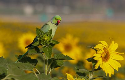 Rose-ringed Parakeet