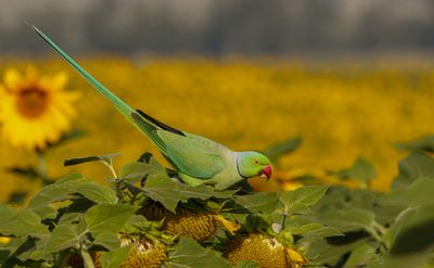 Rose-ringed Parakeet