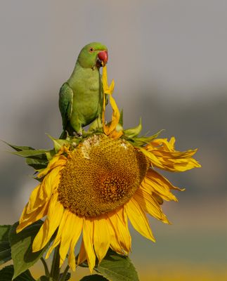 Rose-ringed Parakeet