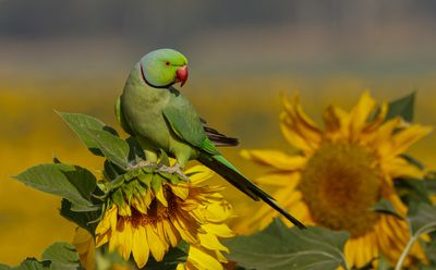 Rose-ringed Parakeet