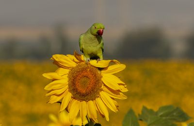 Rose-ringed Parakeet