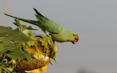 Rose-ringed Parakeet
