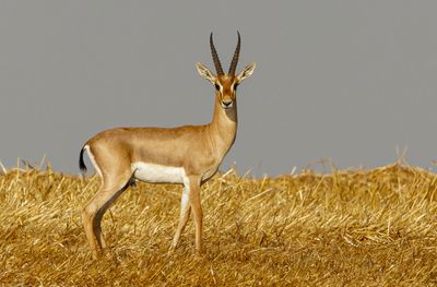 Gazella