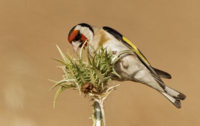 Goldfinch