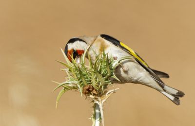 Goldfinch