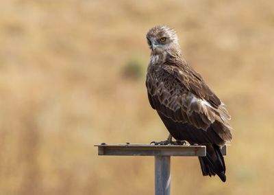 Short Toed Eagle