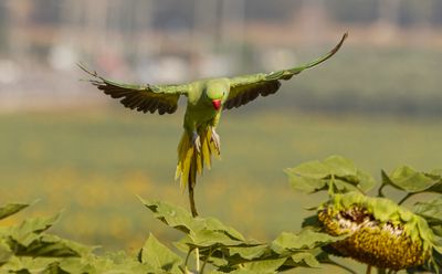 Rose-ringed Parakeet