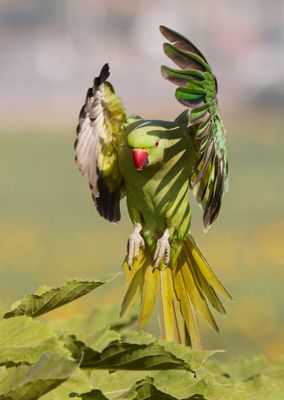 Rose-ringed Parakeet