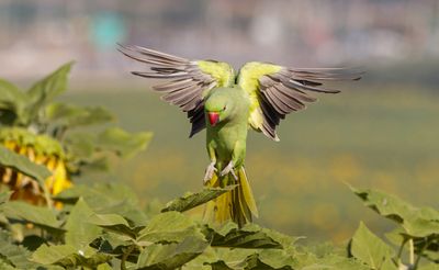Rose-ringed Parakeet