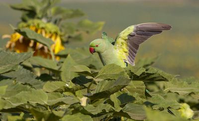 Rose-ringed Parakeet