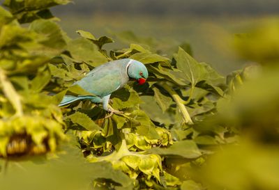 Rose-ringed Parakeet