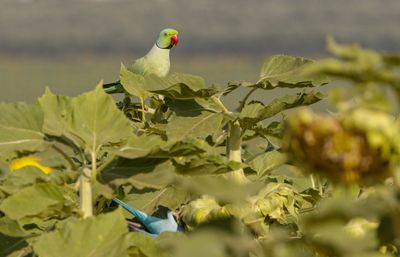 Rose-ringed Parakeet