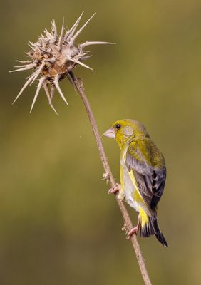 Greenfinch