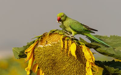 Rose-ringed Parakeet