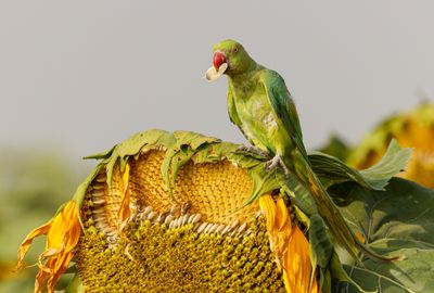 Rose-ringed Parakeet