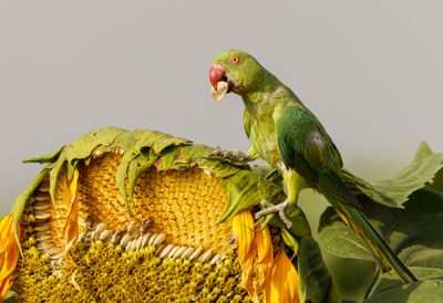 Rose-ringed Parakeet
