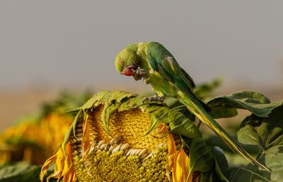 Rose-ringed Parakeet