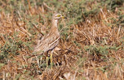 Stone curlew