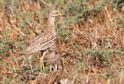 Stone curlew