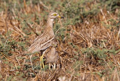 Stone curlew