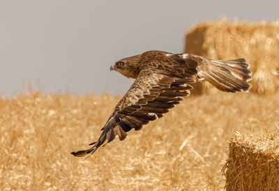 Short Toed Eagle