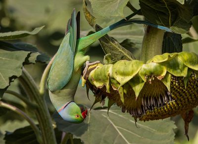 Rose-ringed Parakeet