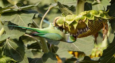 Rose-ringed Parakeet