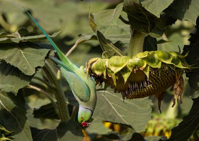 Rose-ringed Parakeet