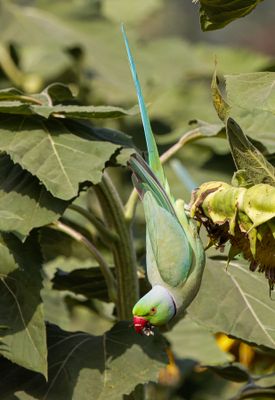 Rose-ringed Parakeet