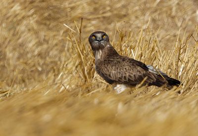 Short Toed Eagle