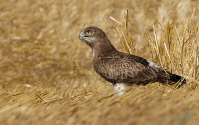 Short Toed Eagle