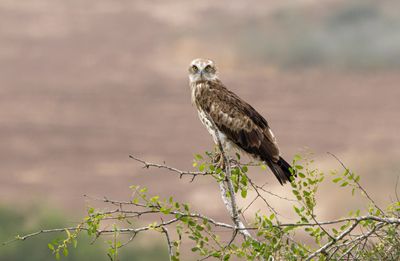 Short Toed Eagle