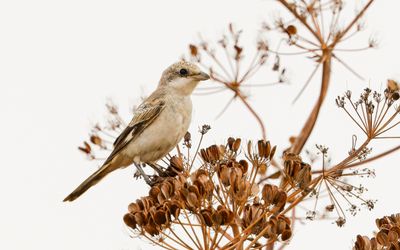 Woodchat Shrike