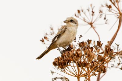 Woodchat Shrike