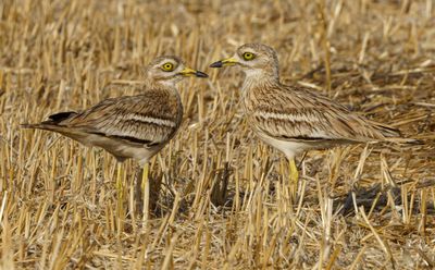 Stone curlew