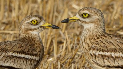 Stone curlew