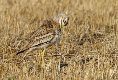 Stone curlew