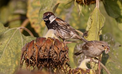 Spanish Sparrow
