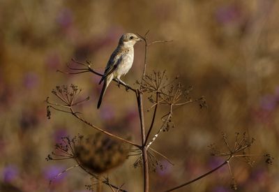 Woodchat Shrike